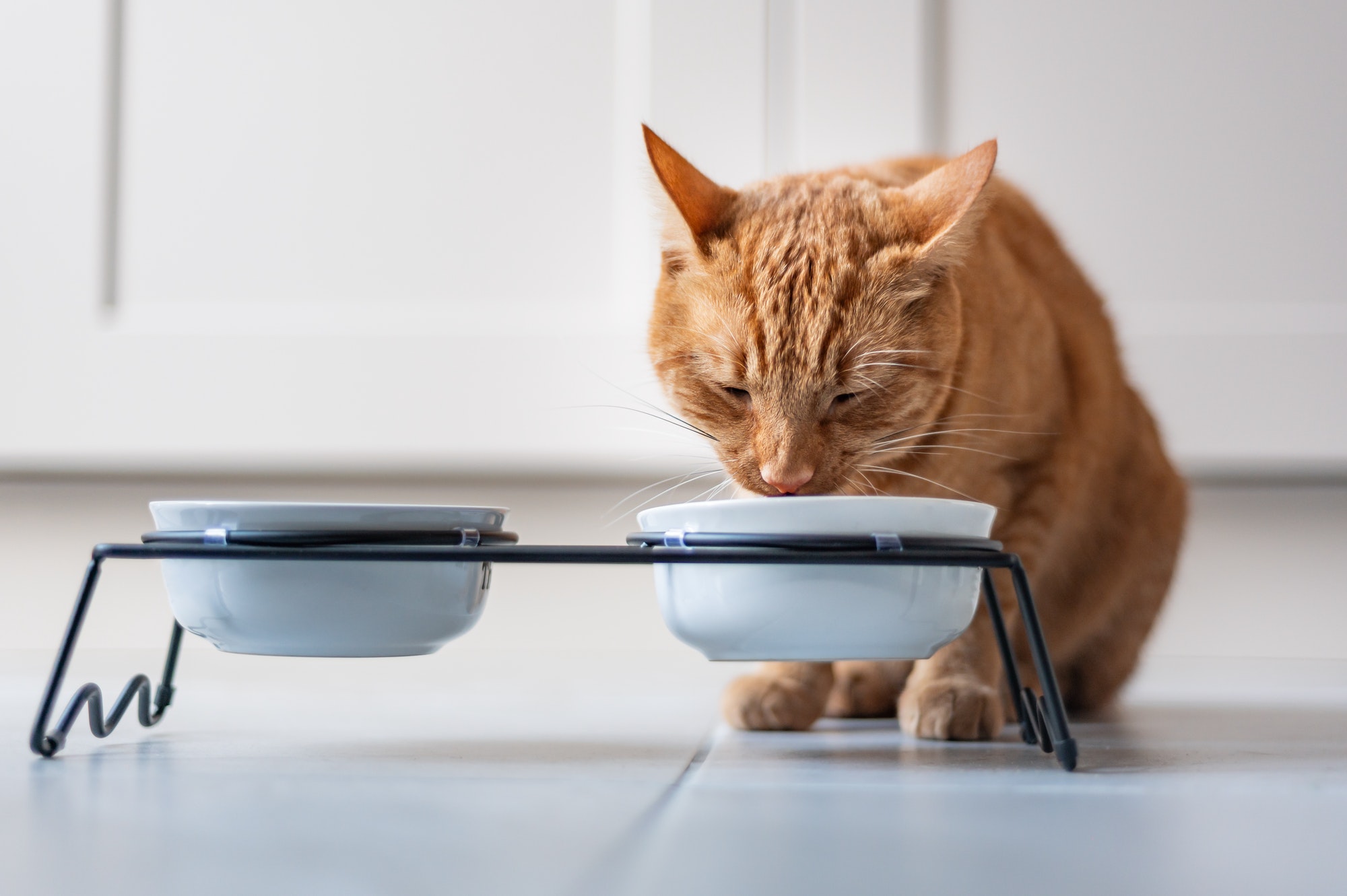 Ginger cat eats