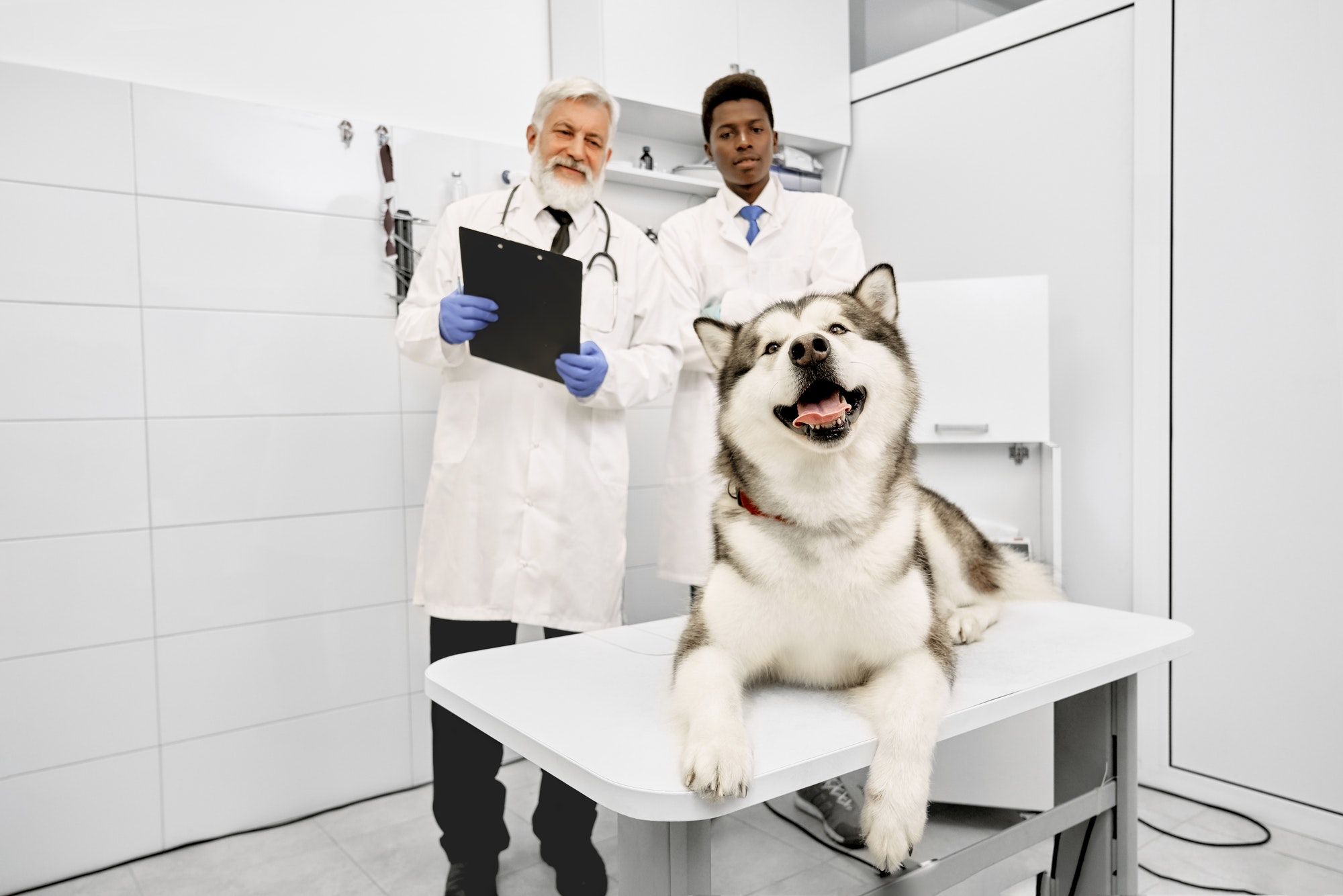 Happy malamute lying on table in vet clinic, vets posing